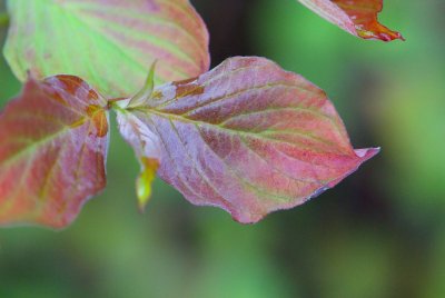 Cornus florida 'Cherokkee Chief' - list